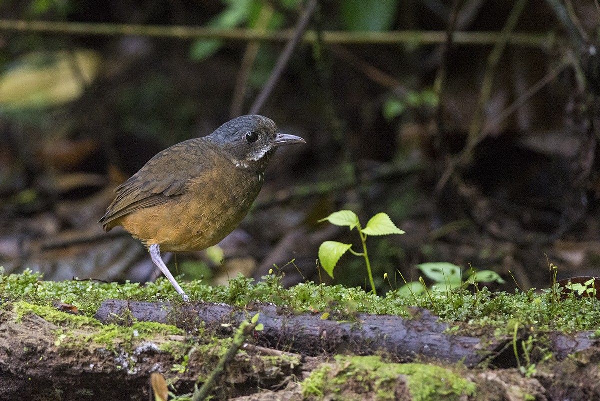 Moustached Antpitta - ML175084981