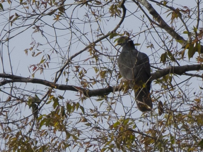 Band-tailed Pigeon - ML175085141