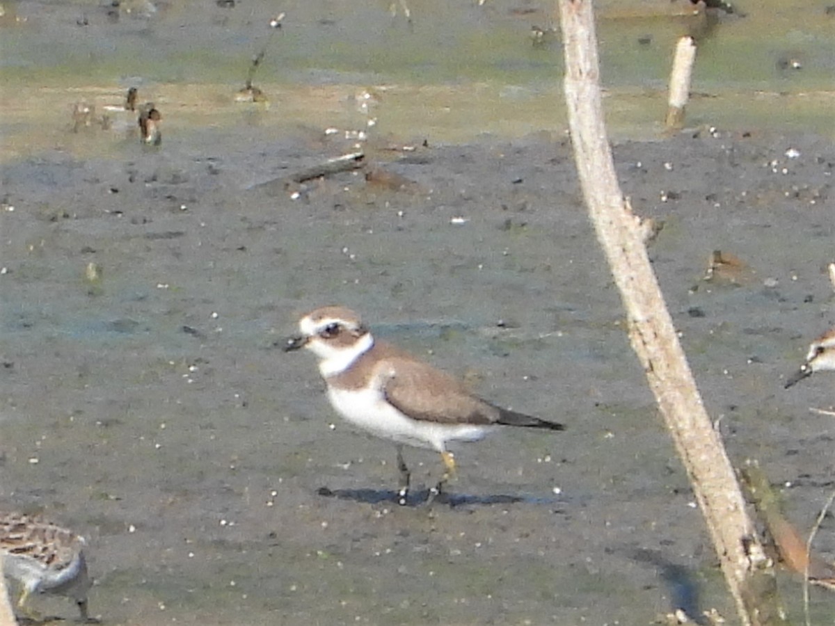 Semipalmated Plover - Michael James