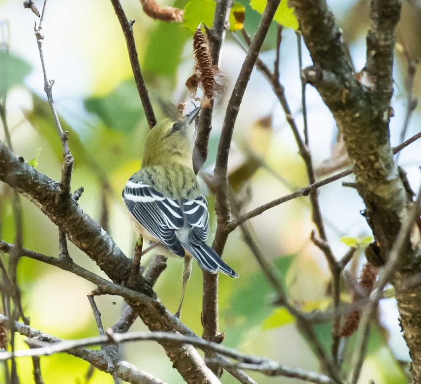 Bay-breasted Warbler - ML175087711