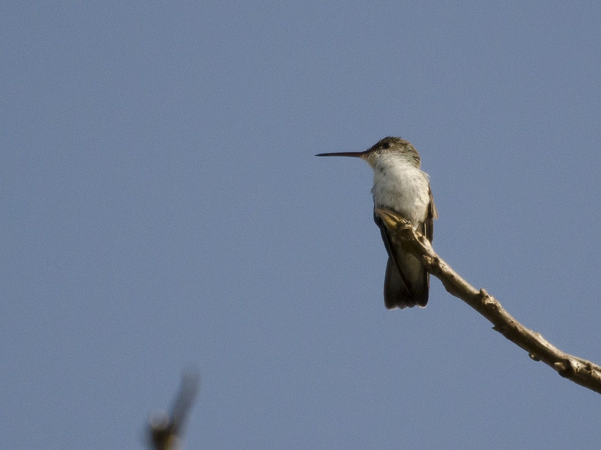 White-bellied Hummingbird - Ignacio Zapata