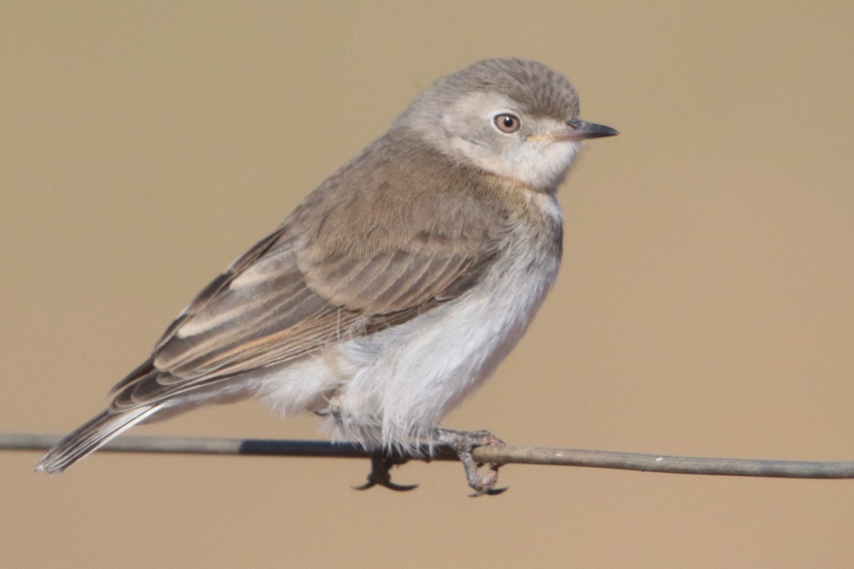 White-fronted Chat - ML175092831