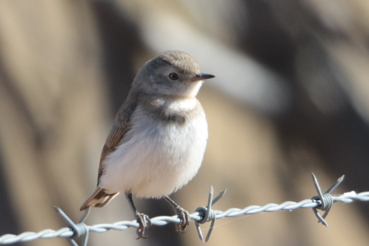 White-fronted Chat - ML175092841
