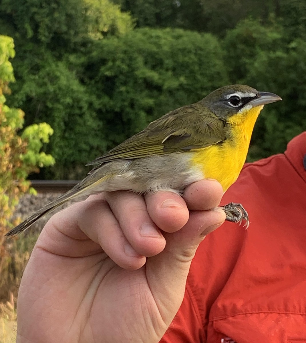 Yellow-breasted Chat - ML175093211