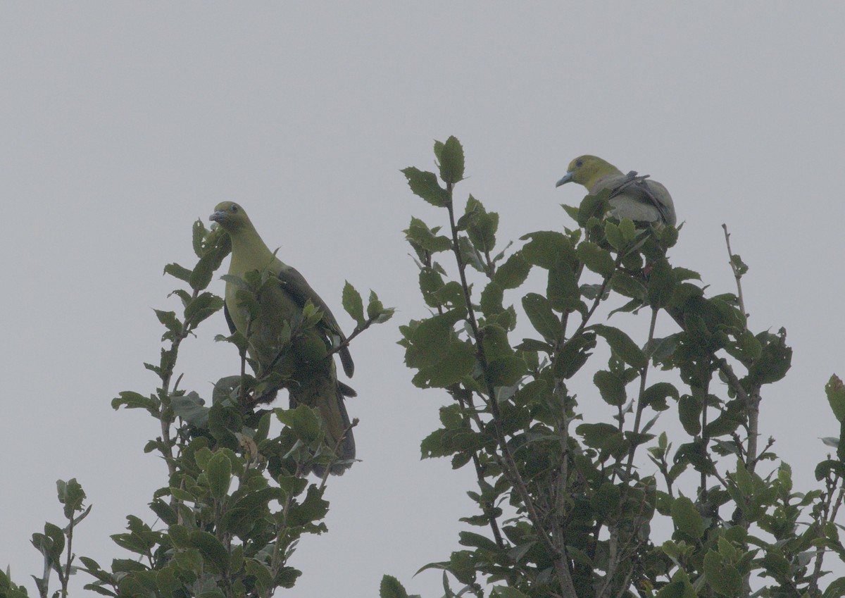 Wedge-tailed Green-Pigeon - Ramnarayan Kalyanaraman