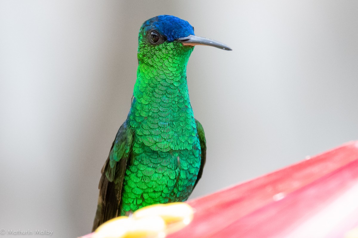 kolibřík indigovohlavý - ML175095231