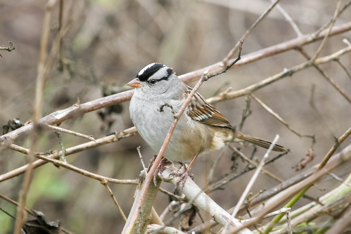 White-crowned Sparrow (leucophrys) - Edward Boyd
