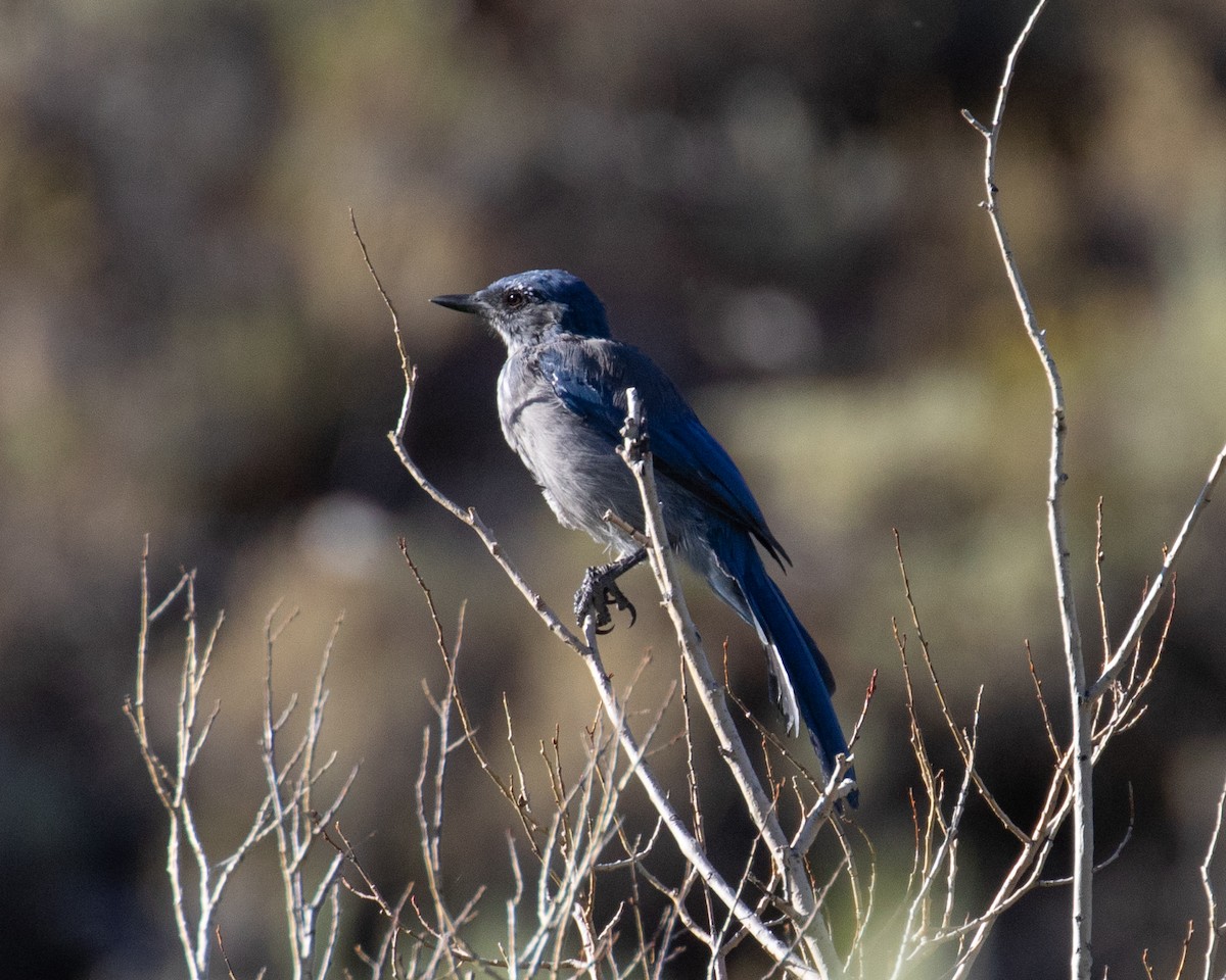 Woodhouse's Scrub-Jay (Woodhouse's) - Dixie Sommers