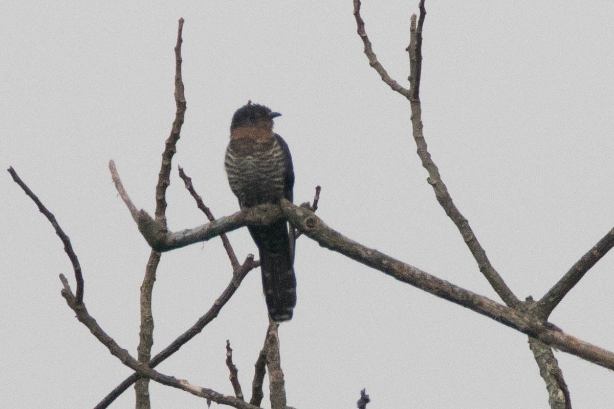 Red-chested Cuckoo - Honza Grünwald