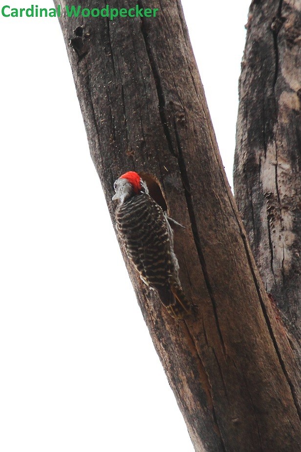 Cardinal Woodpecker - Butch Carter