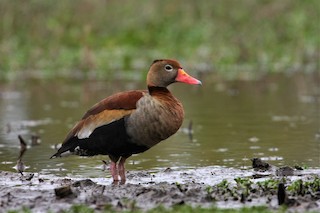 Black-bellied Whistling-Duck, ML175110401