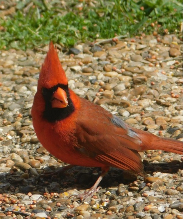 Northern Cardinal - Rhianna Corker