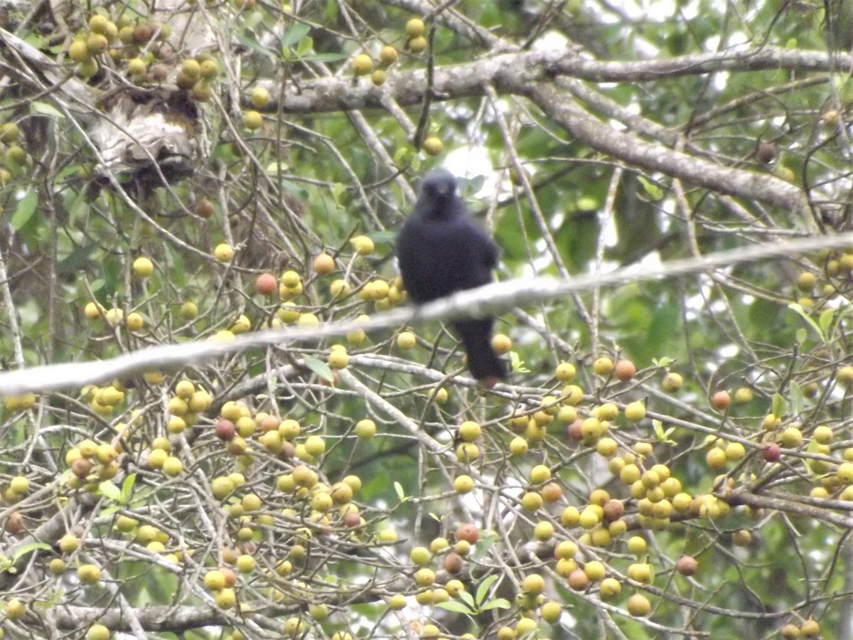 Square-tailed Drongo - ML175117921