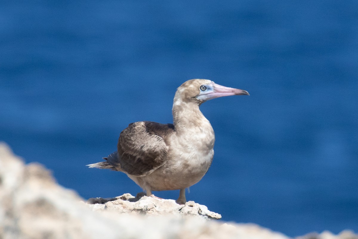 Red-footed Booby - Steve Schnoll