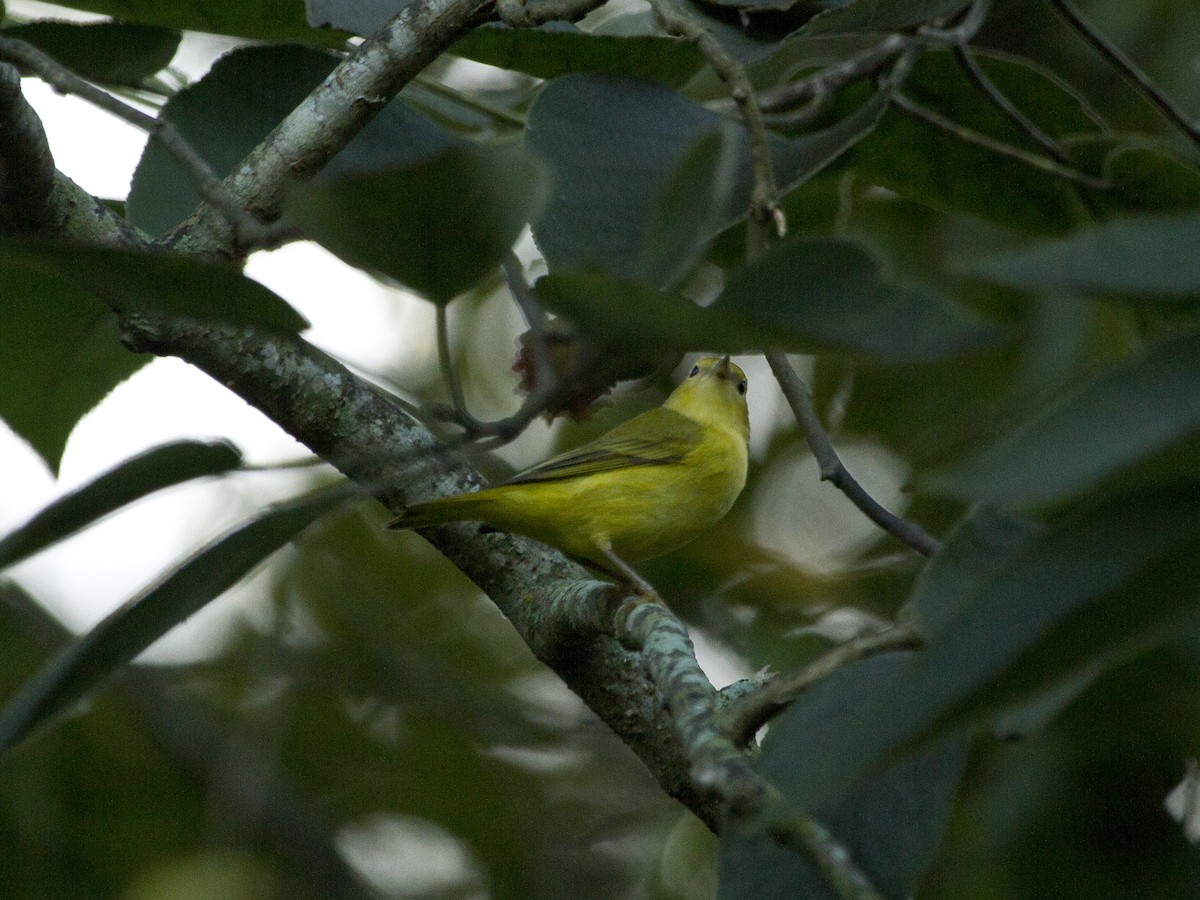 Yellow Warbler - Phil Stouffer