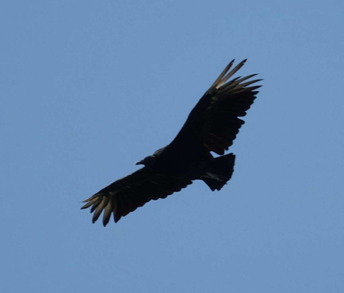 Black Vulture - ML175124321