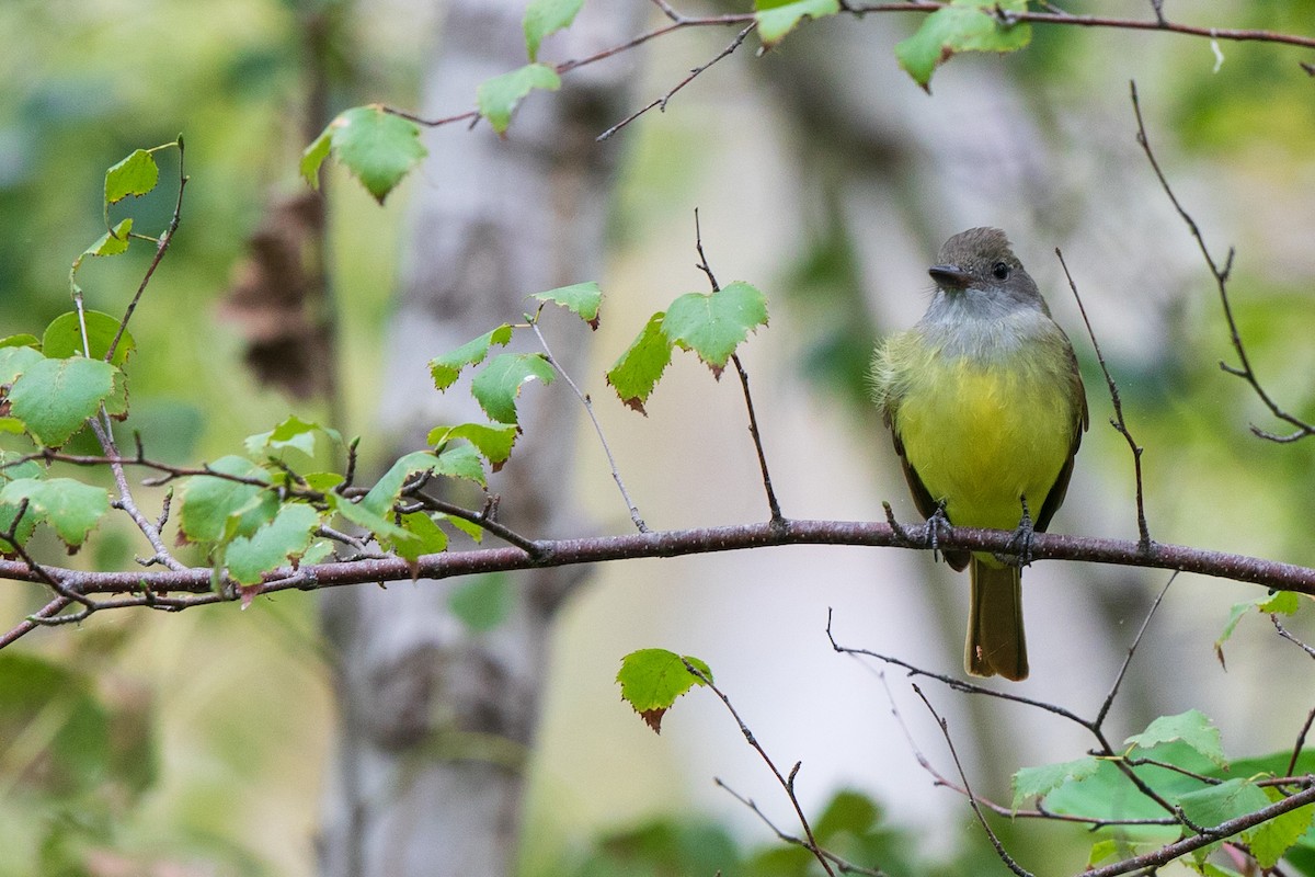 Great Crested Flycatcher - Brian Stahls