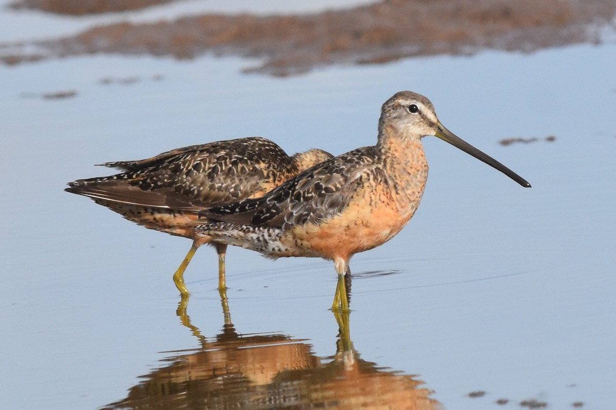 Long-billed Dowitcher - Caleb Strand