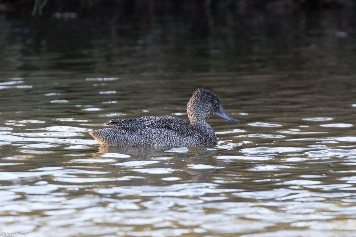 eBird Australia Checklist 31 Aug 2019 Lake Alford Park (Gympie) 1 species
