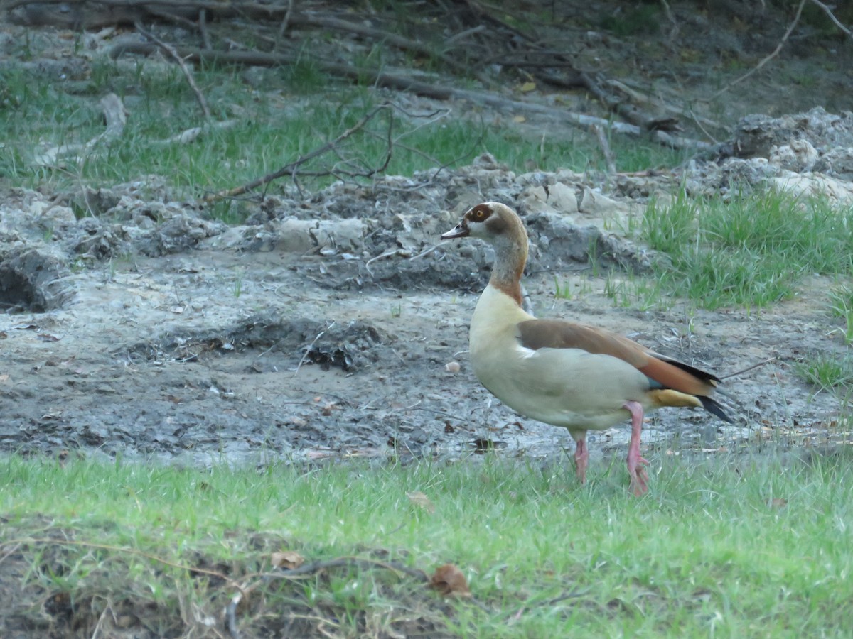 Egyptian Goose - charles vellios