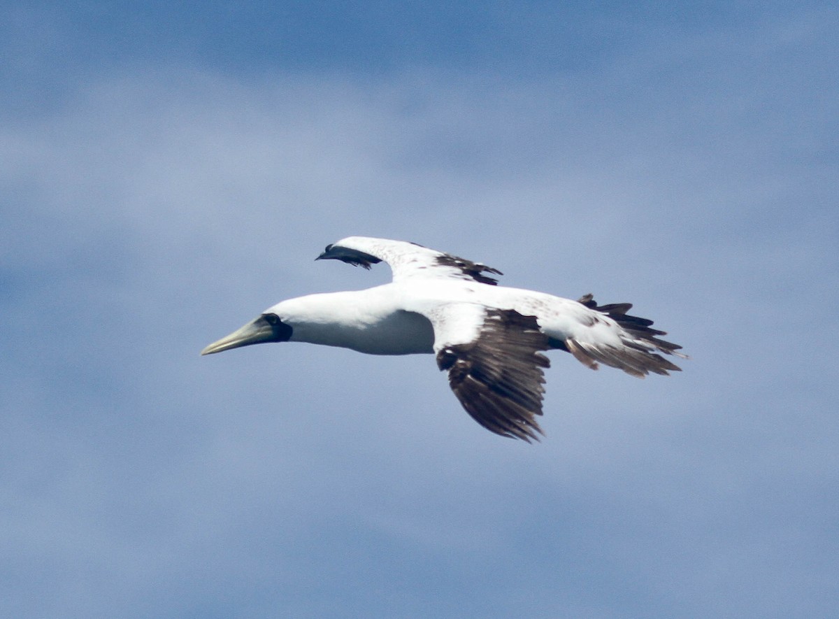 Masked Booby - ML175130691