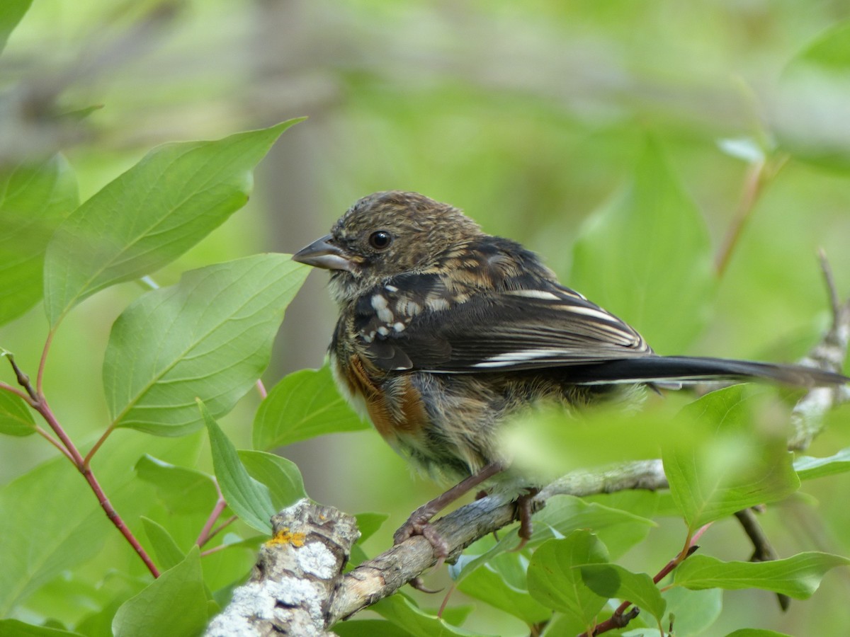 Spotted Towhee - Laura Stewart