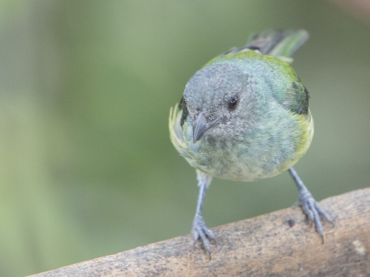 Black-headed Tanager - ML175131821