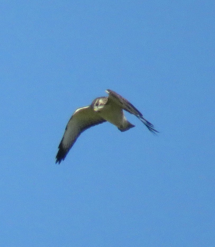 Short-tailed Hawk - ML175133341