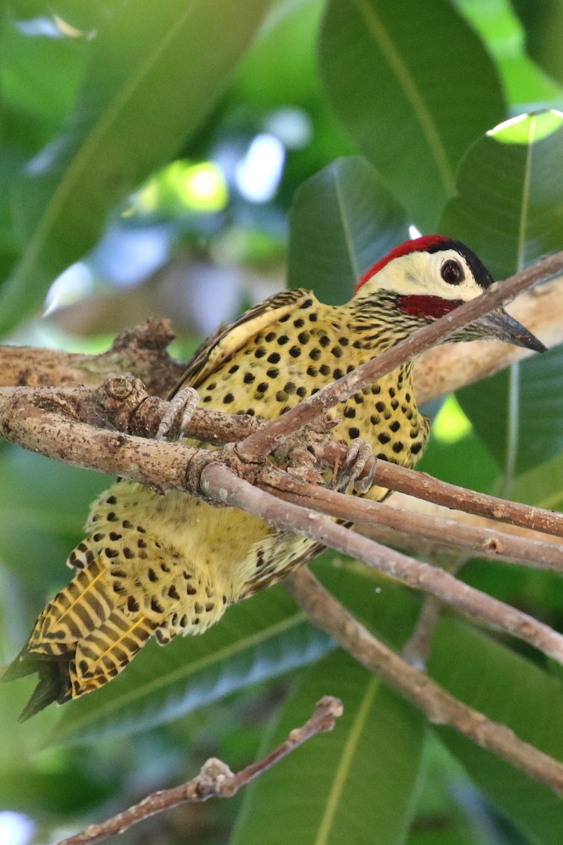Green-barred Woodpecker - Jeffrey Anderson