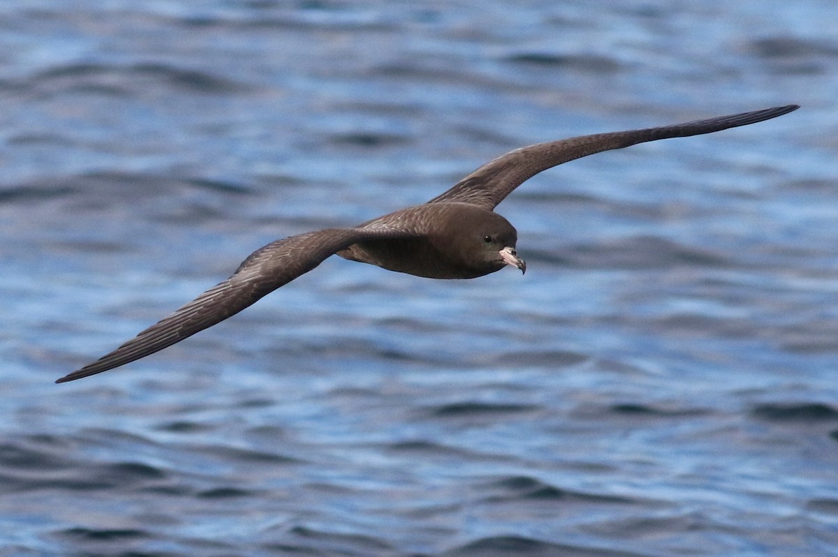 Flesh-footed Shearwater - ML175136291