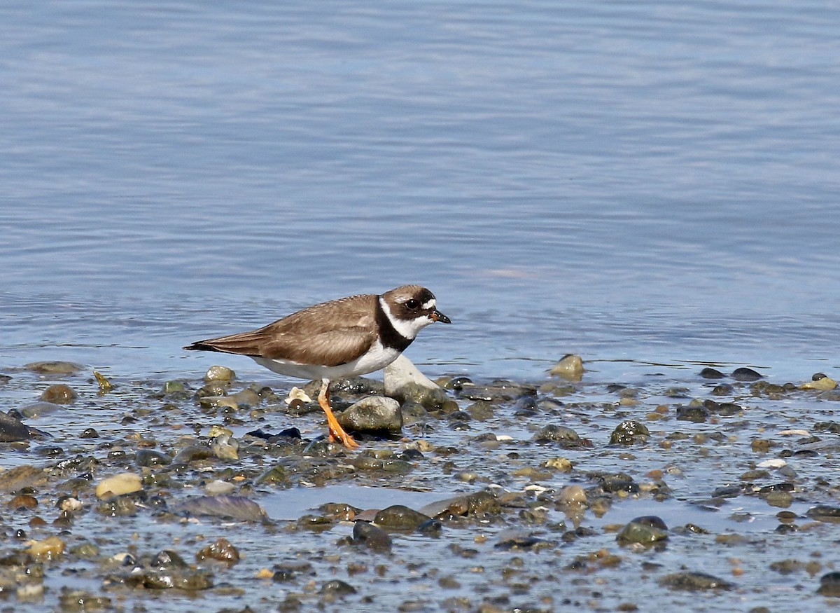Semipalmated Plover - ML175141331