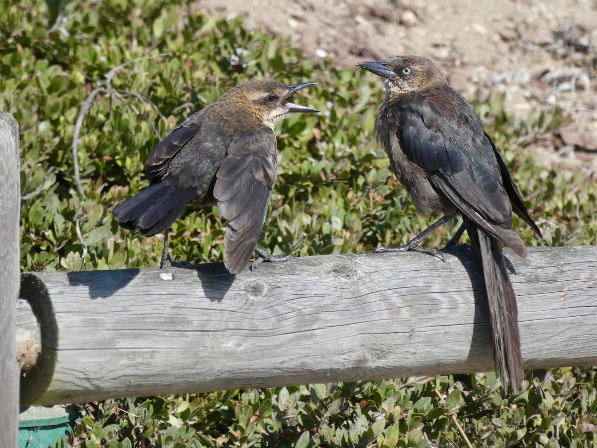 Great-tailed Grackle - ML175142331