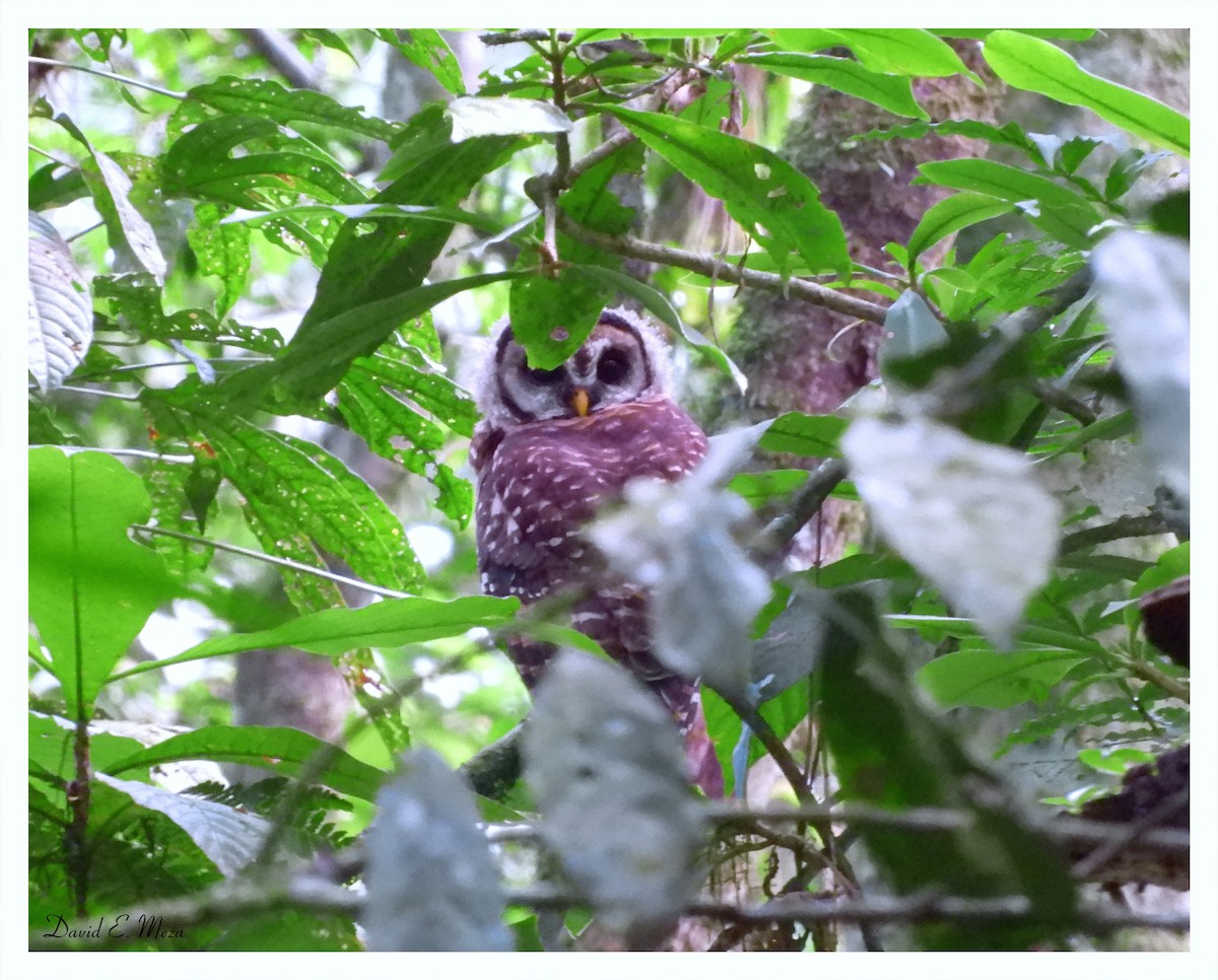 Fulvous Owl - ML175144501