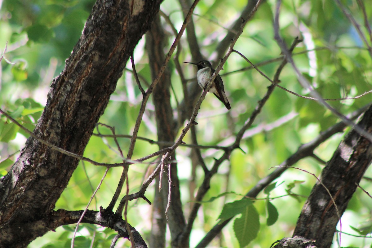 Broad-tailed Hummingbird - ML175156301