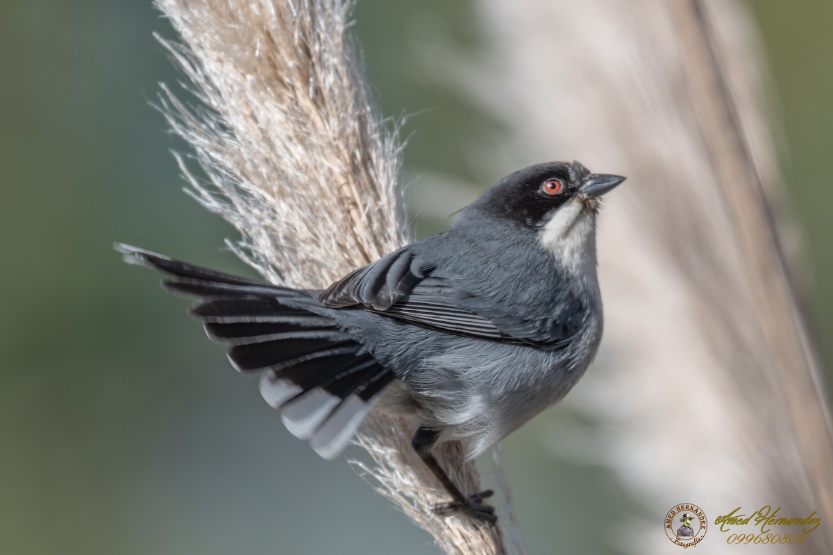 Black-capped Warbling Finch - ML175156561