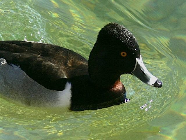Ring-necked Duck - ML175159351