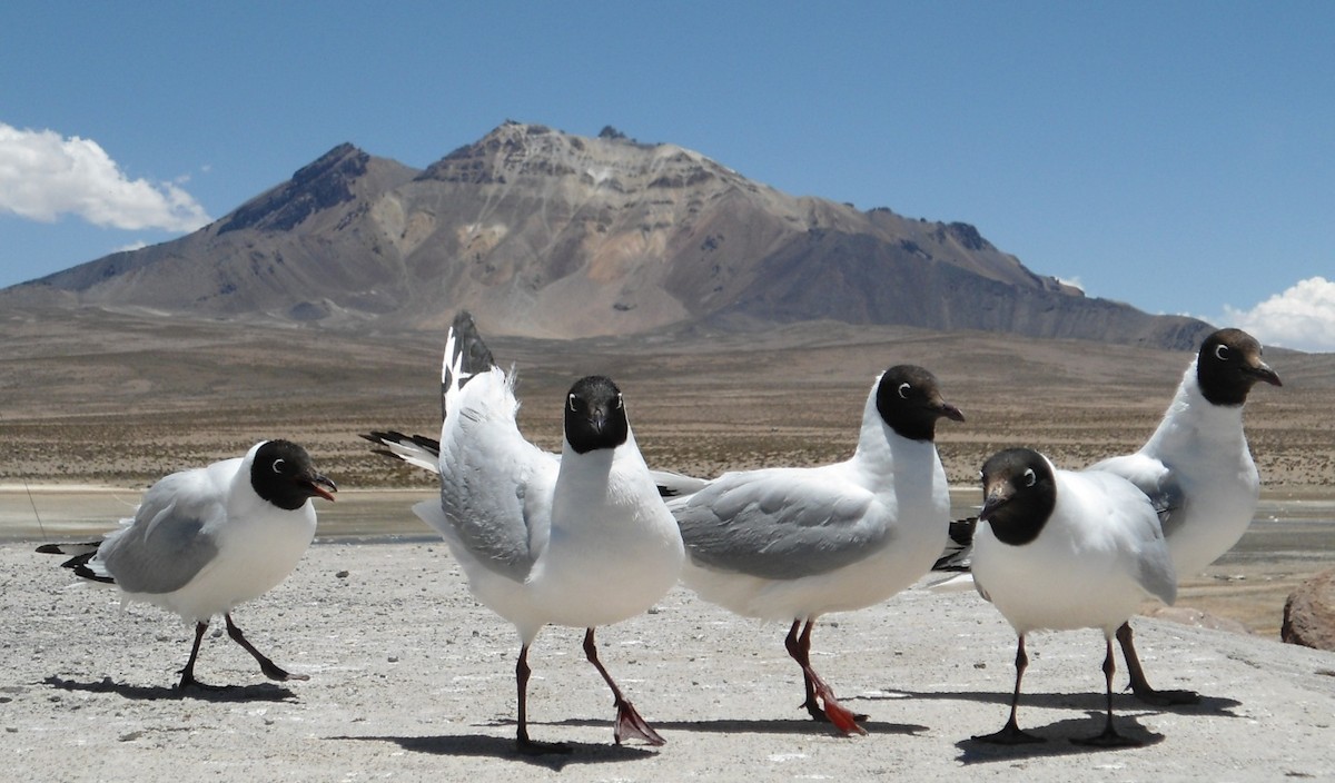 Andean Gull - Alejandro Sagone
