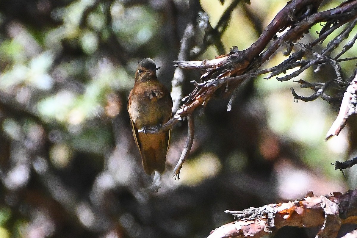 kolibřík duhovohřbetý - ML175166541