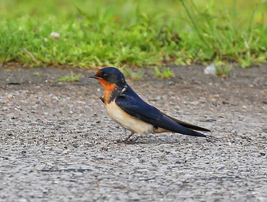 Barn Swallow - leonard blass