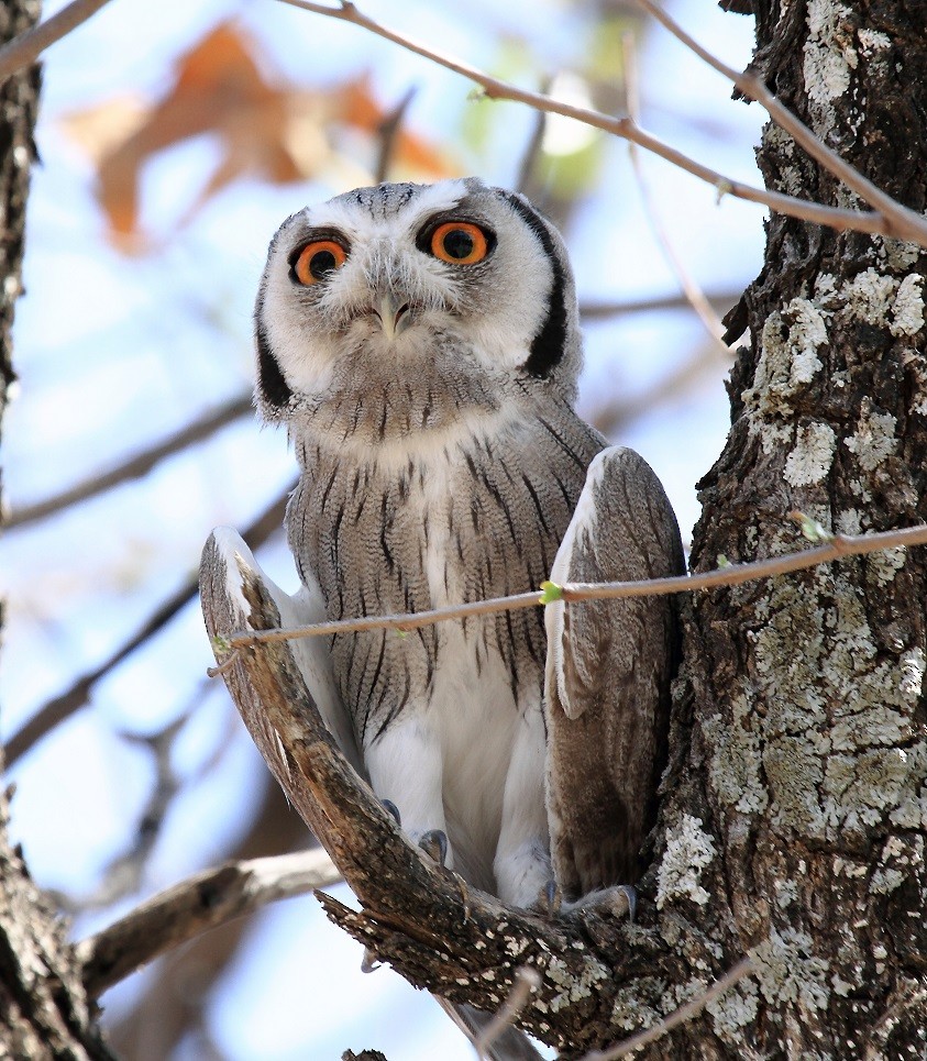 Southern White-faced Owl - Butch Carter