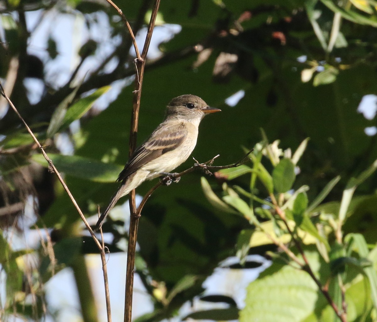 Willow Flycatcher - Pair of Wing-Nuts