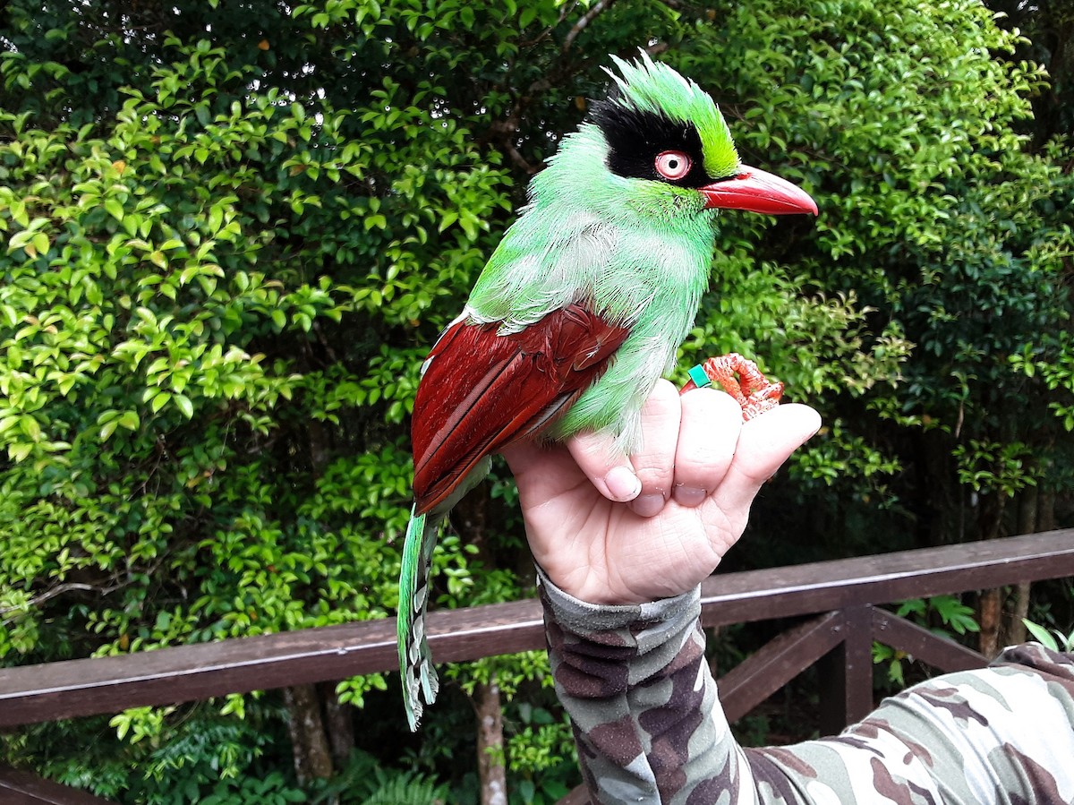 Urraca Verde de Borneo - ML175179041