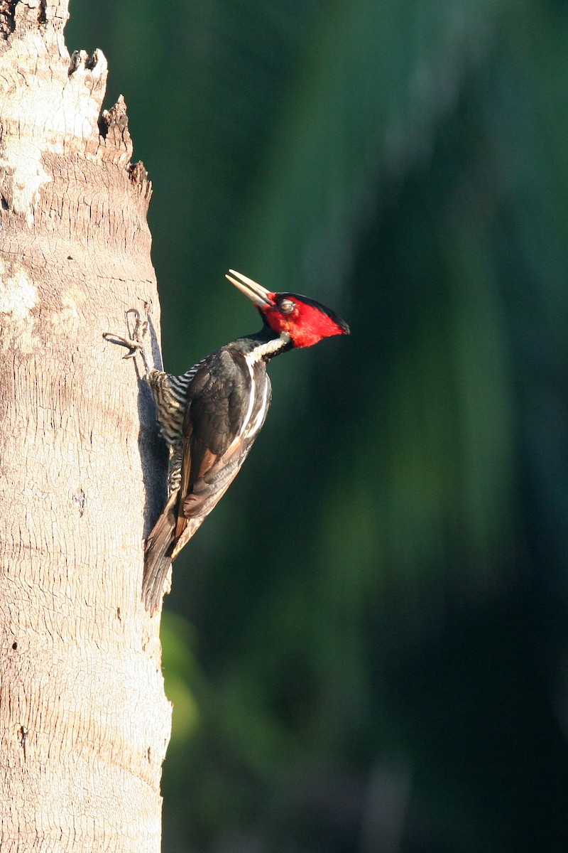 Pale-billed Woodpecker - george parker