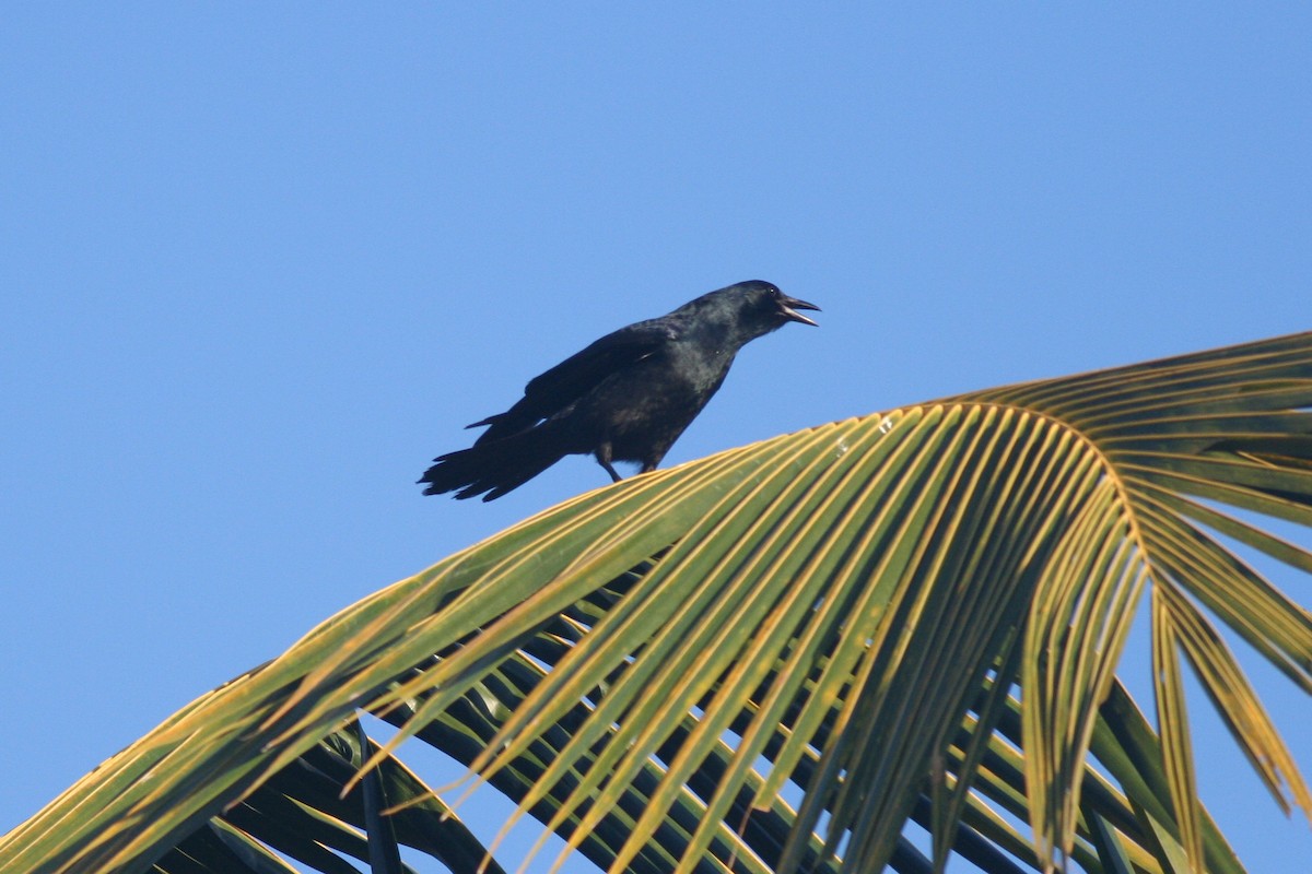 Sinaloa Crow - george parker