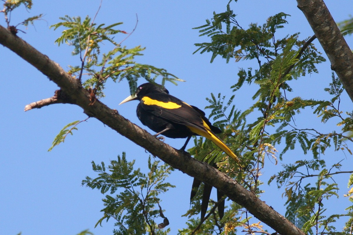 Yellow-winged Cacique - george parker