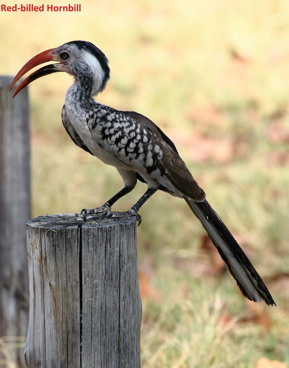 Southern Red-billed Hornbill - Butch Carter