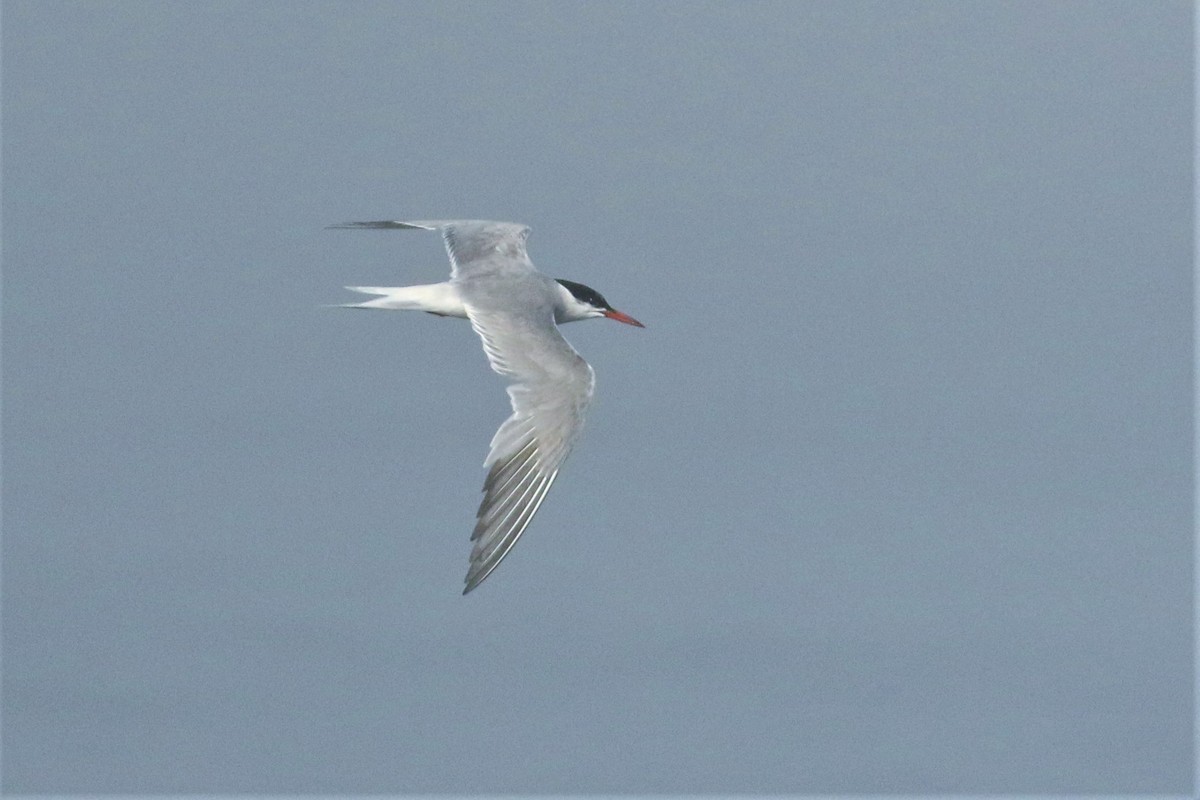 Common Tern - mario balitbit