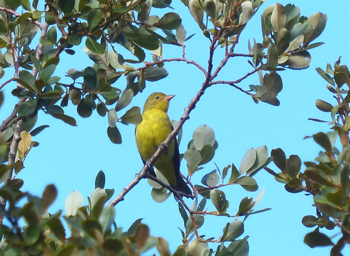 Western Tanager - ML175188591