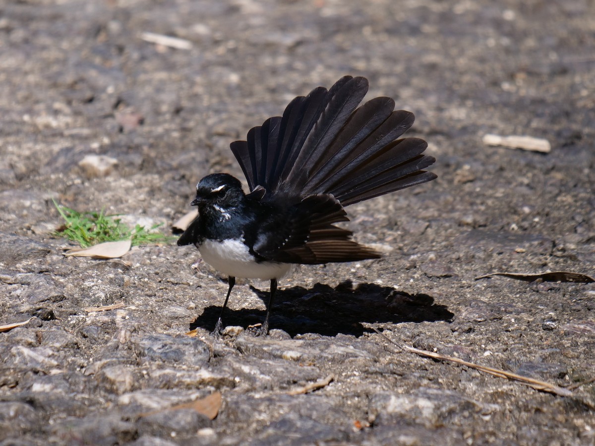 Willie-wagtail - ML175189861