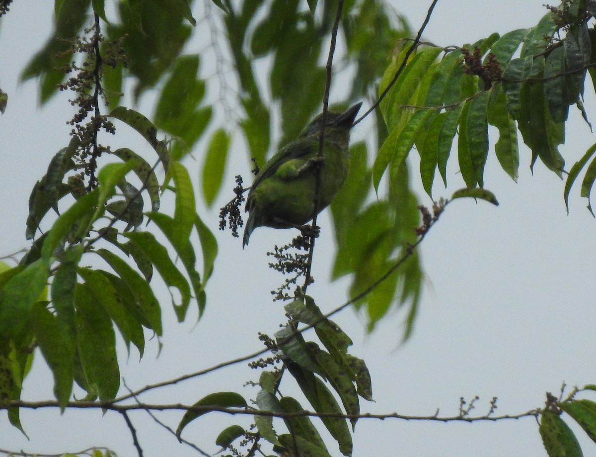 Borneobartvogel - ML175191371